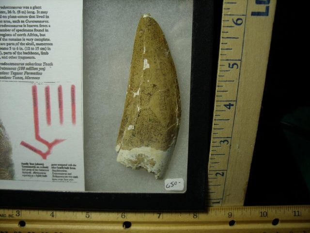 Carcharodontosaurus Dinosaur Tooth (061721f) - Image 2