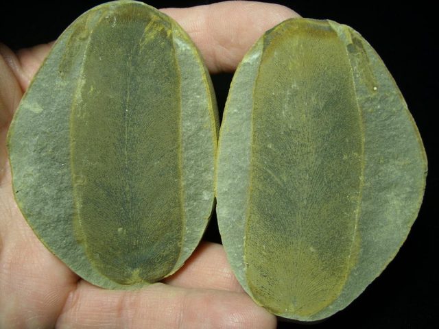 Fossil Fern Neuropteris (066121a) 
