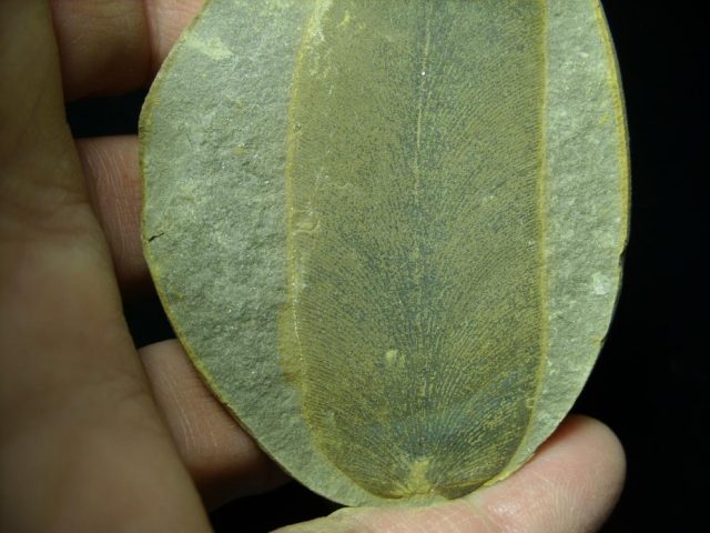 Fossil Fern Neuropteris (066121a)  - Image 2