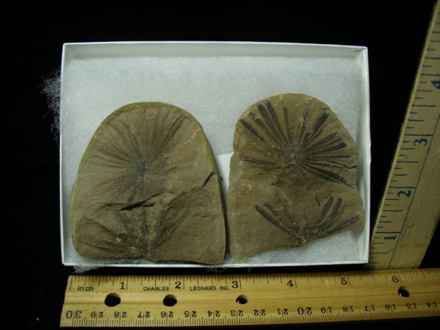 Fossil Leaves - Annularia (061721n) 