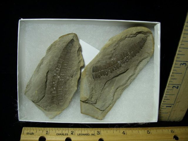 Mazon Creek Fern Fossil Nodule (061721w) 