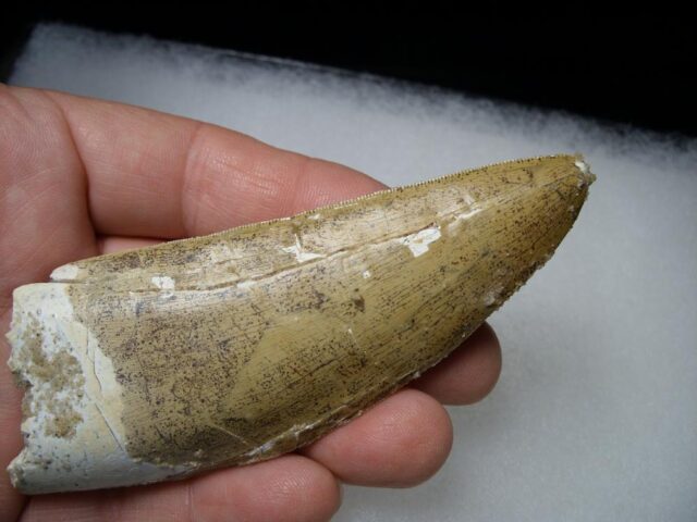 Carcharodontosaurus Dinosaur Tooth (061721f) - Image 3