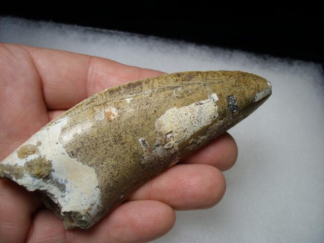 Carcharodontosaurus Dinosaur Tooth (061721f) - Image 4