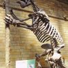 Giant Ground Sloth Hand Hand Claw (012424c) - Image 2
