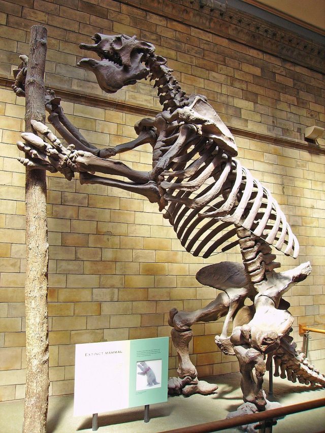 Giant Ground Sloth Hand Hand Claw (012424c) - Image 2