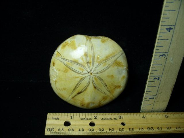 Large Fossilized Echinoid (Sand-dollar) (071021j)