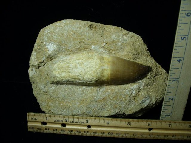 Very Large “Natural” Mosasaur Tooth in Rock (072121g)