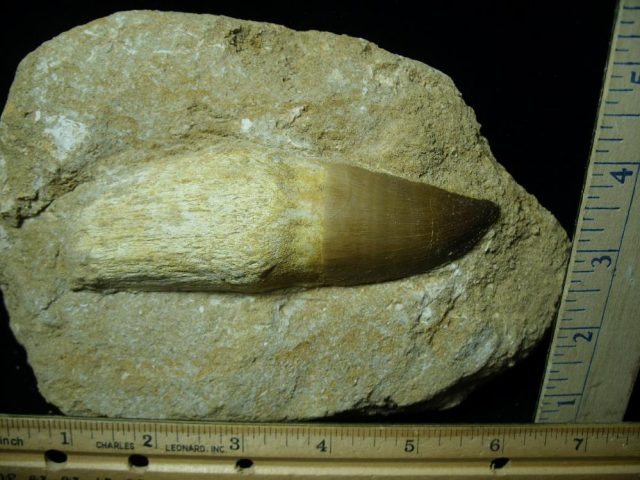 Very Large “Natural” Mosasaur Tooth in Rock (072121g) - Image 2
