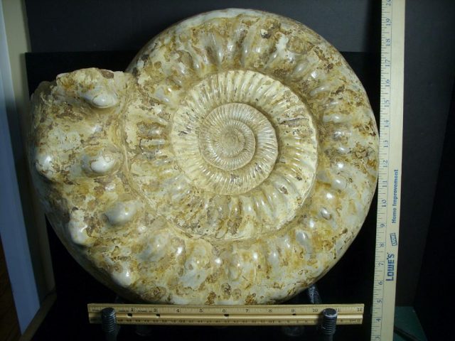 Extra Large Polished Ammonite (072121m)