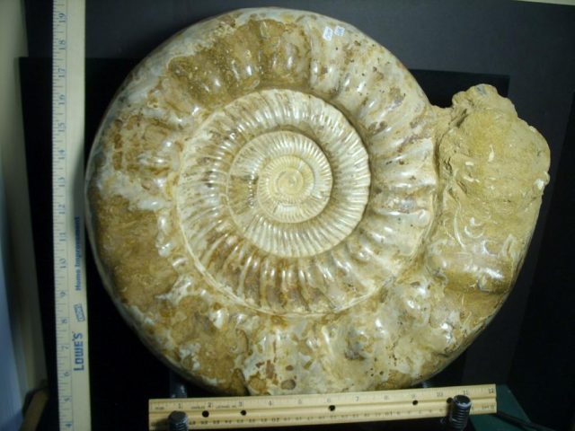 Extra Large Polished Ammonite (072121m) - Image 2