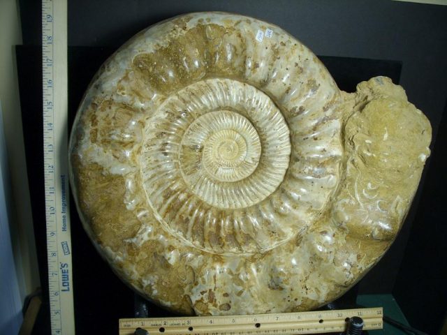Extra Large Polished Ammonite (072121m) - Image 3