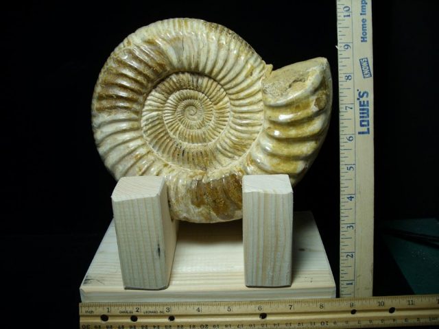 Large Polished Ammonite (072421a)....-- ON HOLD for Jim S