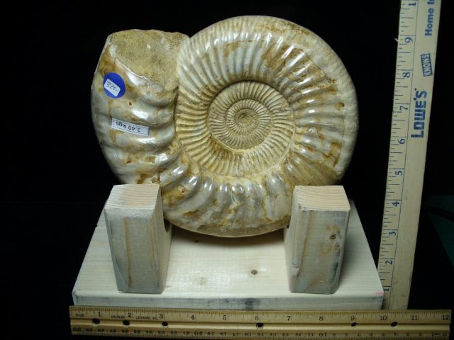 Large Polished Ammonite (072421a)....-- ON HOLD for Jim S - Image 2