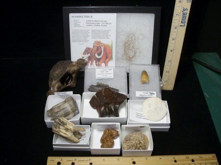 real fossil kit