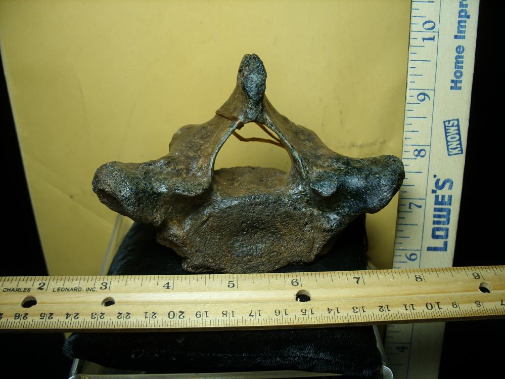 Manatee Bones For Sale