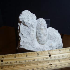 Fossil Crocodile Egg (012725d)