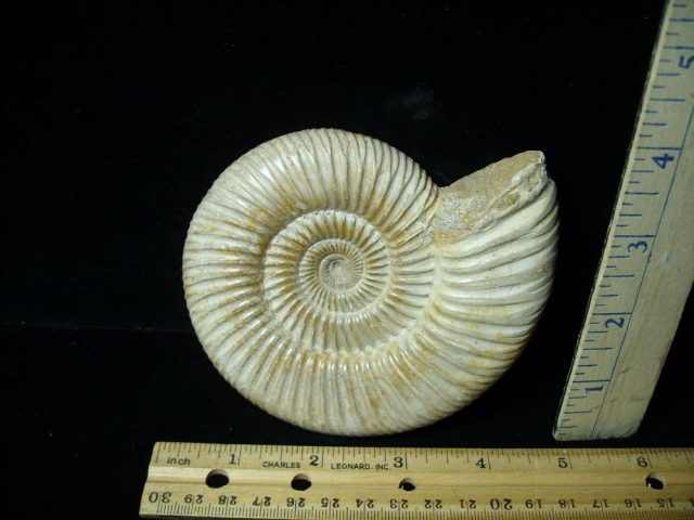 Large Natural/Polished Ammonite (080121c)