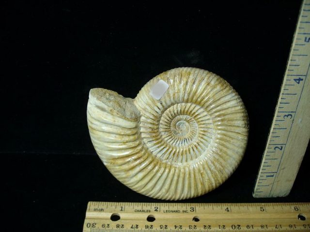 Large Natural/Polished Ammonite (080121c) - Image 2