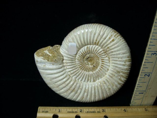 Large Natural/Polished Ammonite (080121e) - Image 2