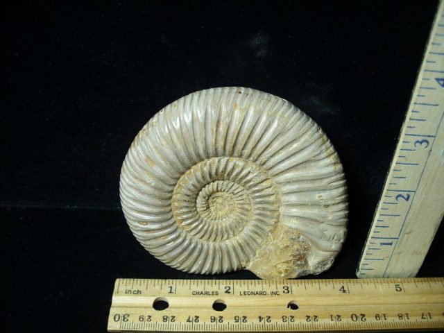 Large Natural/Polished Ammonite (080121f)