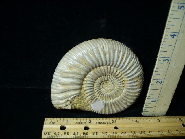 Large Natural/Polished Ammonite (080121f) - Image 2