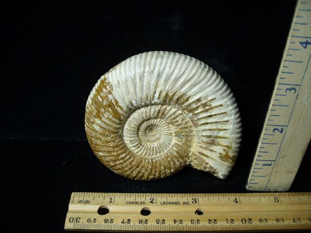 Large Natural/Polished Ammonite (080121g)