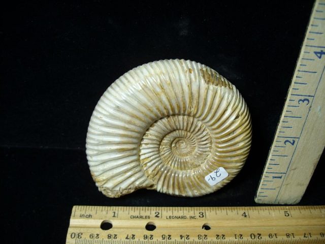 Large Natural/Polished Ammonite (080121g) - Image 2