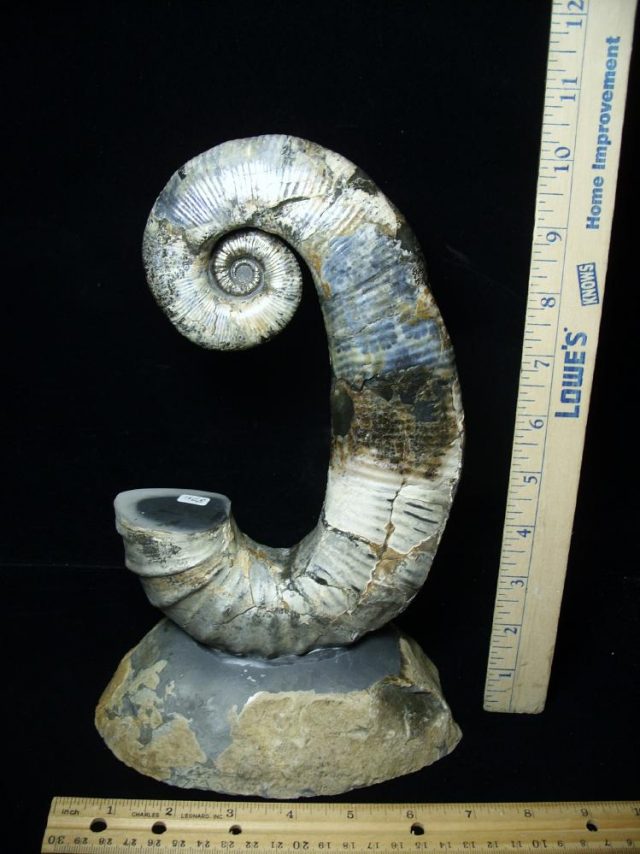 Ancyloceras – Ammonite Fossil (080221c)