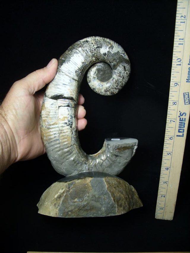 Ancyloceras – Ammonite Fossil (080221c) - Image 2