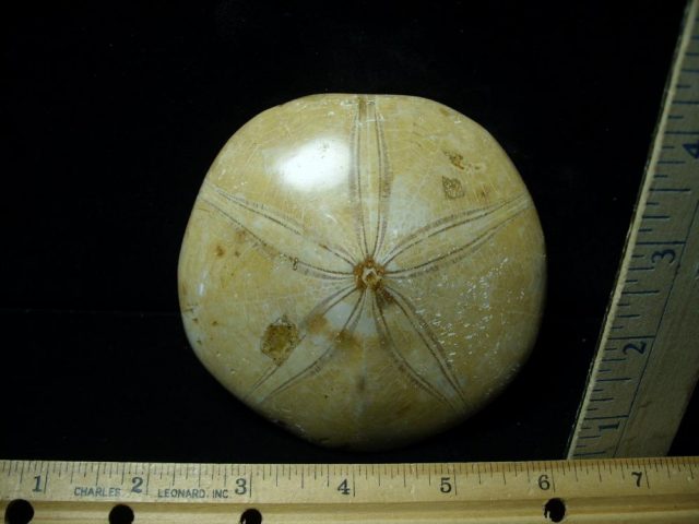 Large Fossilized Echinoid (Sand-dollar) (080921h)