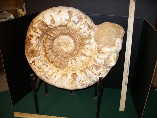 Extra Large Polished Ammonite (080921b) - Image 3