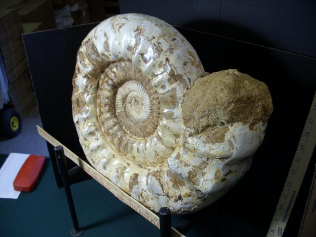 Extra Large Polished Ammonite (080921b) - Image 2