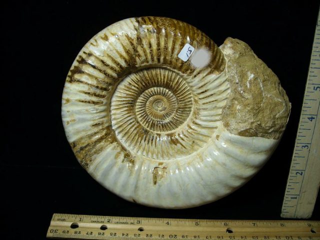 Large Polished Ammonite (081021a)