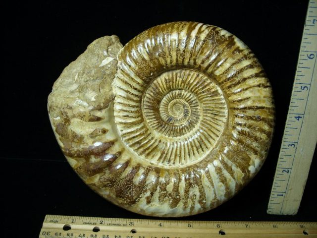 Large Polished Ammonite (081021a) - Image 2
