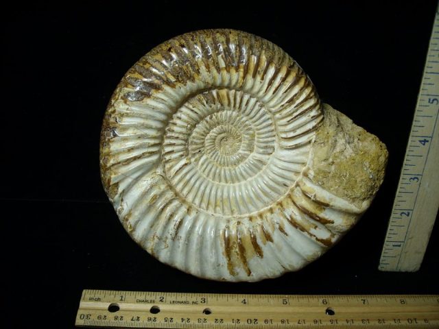 Large Polished Ammonite (081021c)