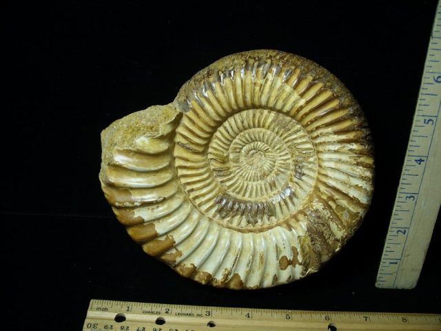 Large Polished Ammonite (081021c) - Image 2