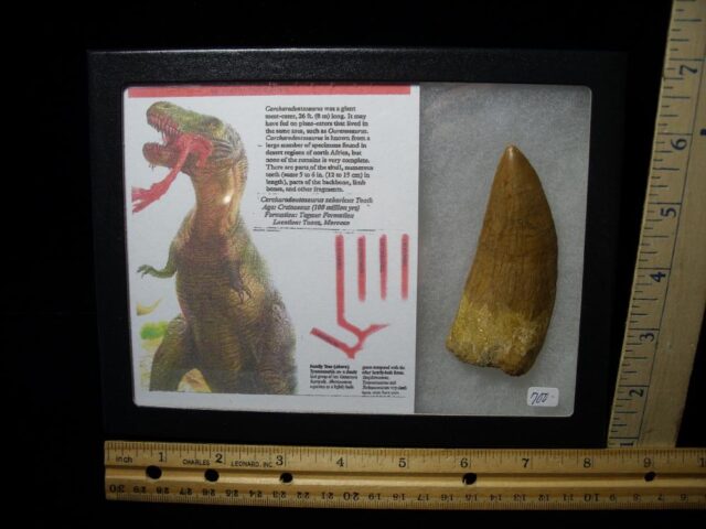 Theropod Dinosaur Tooth (081021m)