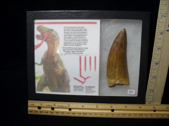 Carcharodontosaurus Dinosaur Tooth (081021n)