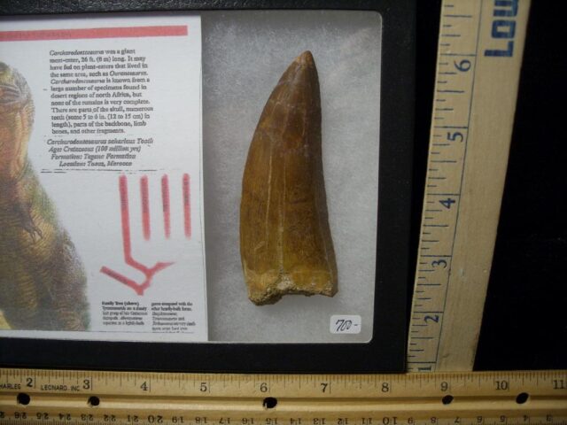Carcharodontosaurus Dinosaur Tooth (081021n) - Image 2