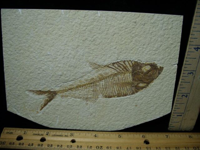 Diplomystus Fossil Fish (081321a)