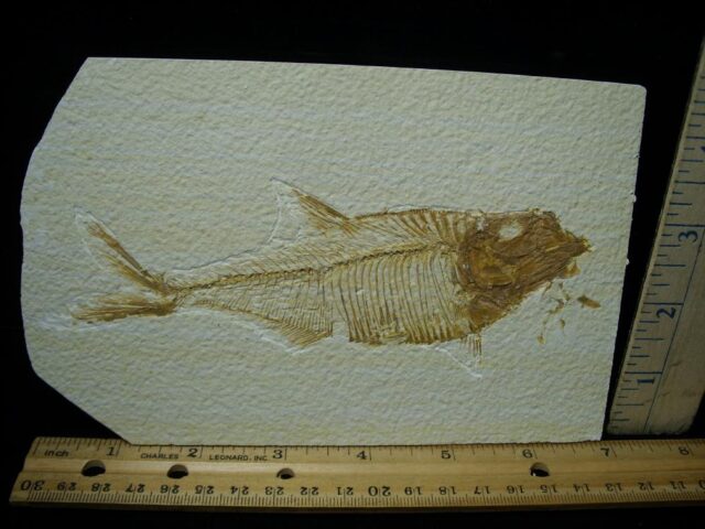 Diplomystus Fossil Fish  (081321b)
