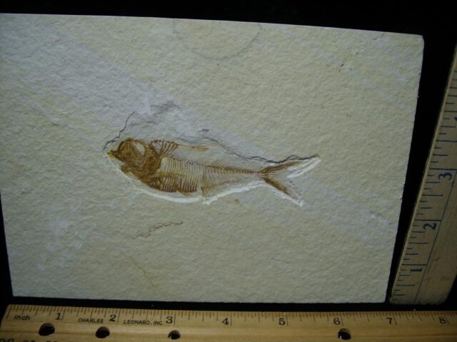 Diplomystus Fossil Fish  (081321c)