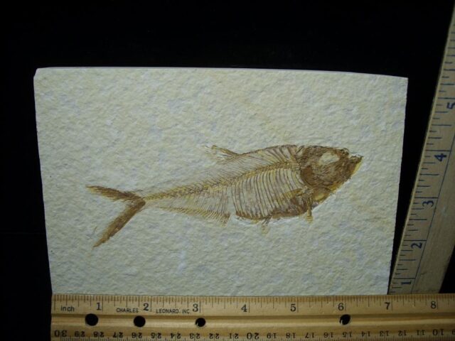 Diplomystus Fossil Fish  (081321e)