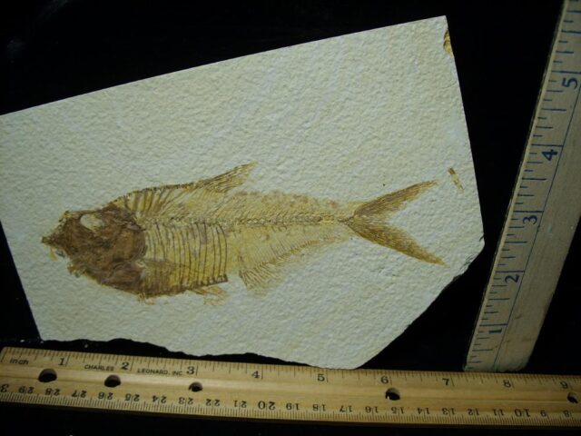 Diplomystus Fossil Fish  (081321f)