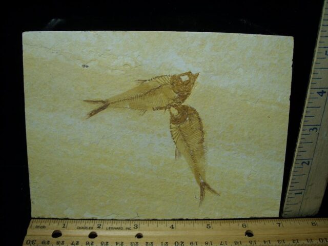 Diplomystus Fossil Fish  (081321h)