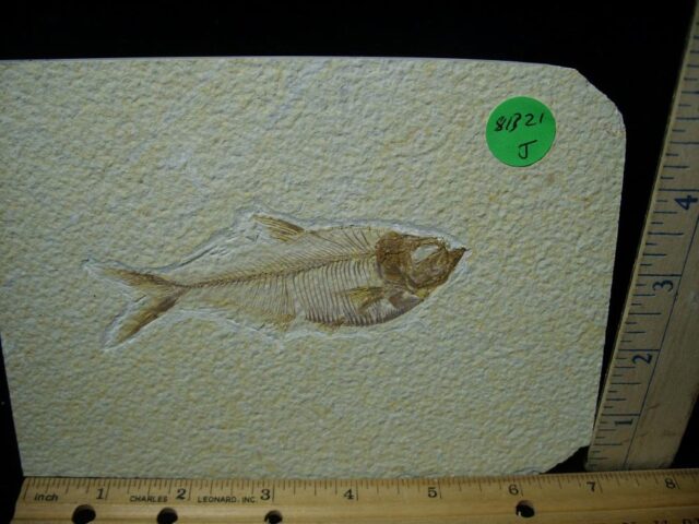 Diplomystus Fossil Fish  (081321j)