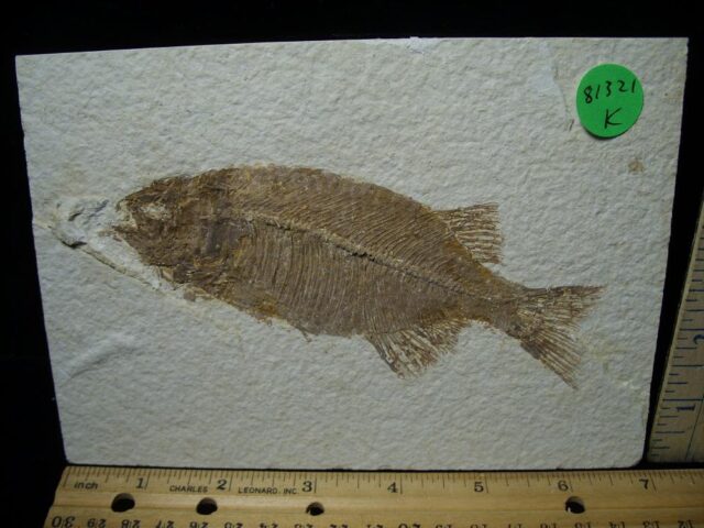 Phareodus Fossil Fish  (081321k)  -- ON HOLD 10/15/2021