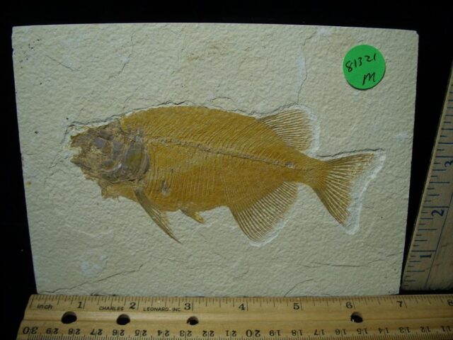 Phareodus Fossil Fish  (081321m)