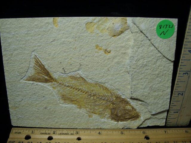 Mioplosus Fossil Fish  (081321n)