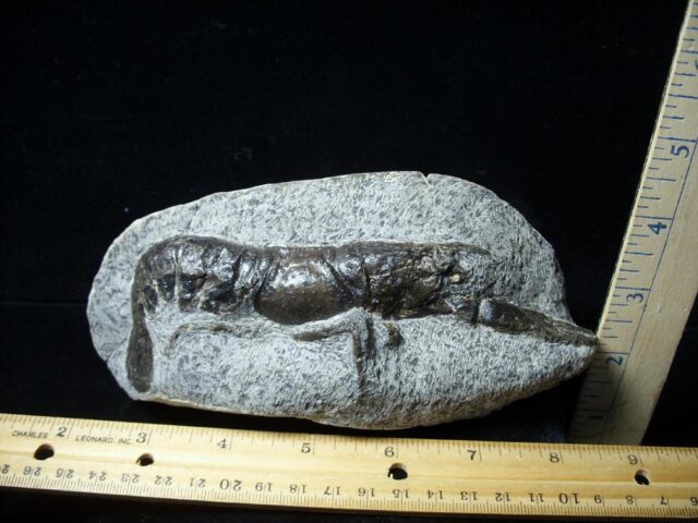 Fossilized Lobster – Arthropod (Crustacean)  (082021c) 